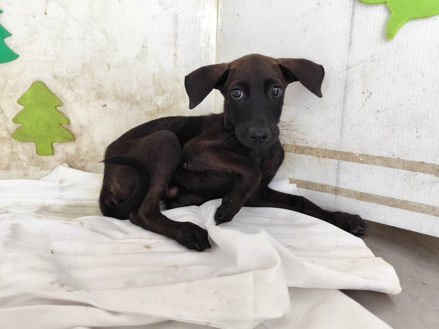 混種犬