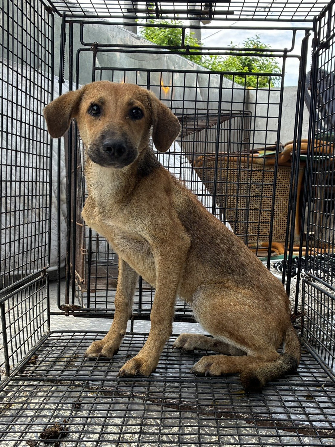 混種犬