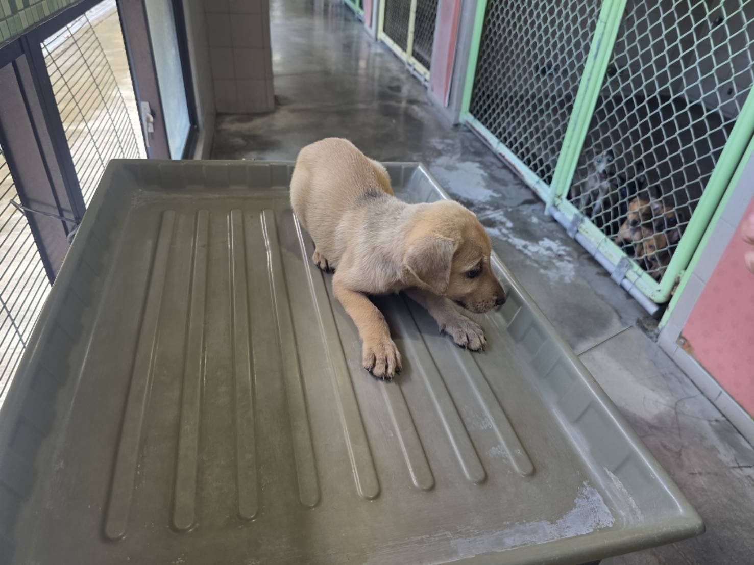 混種犬