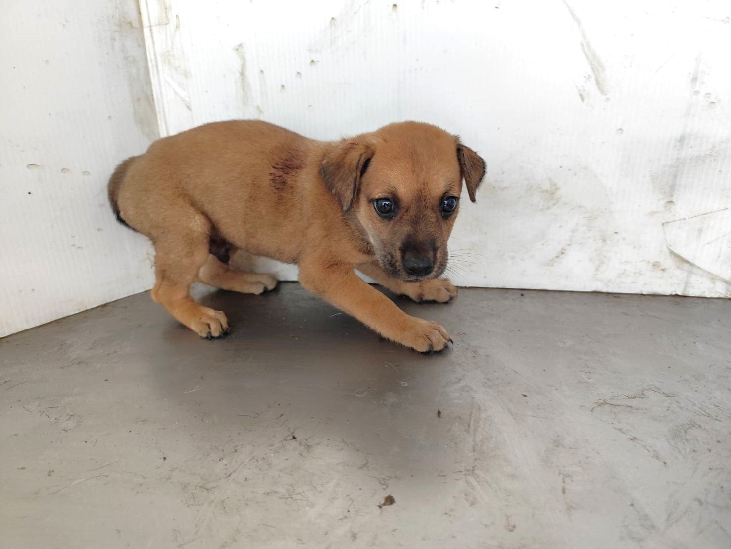 混種犬