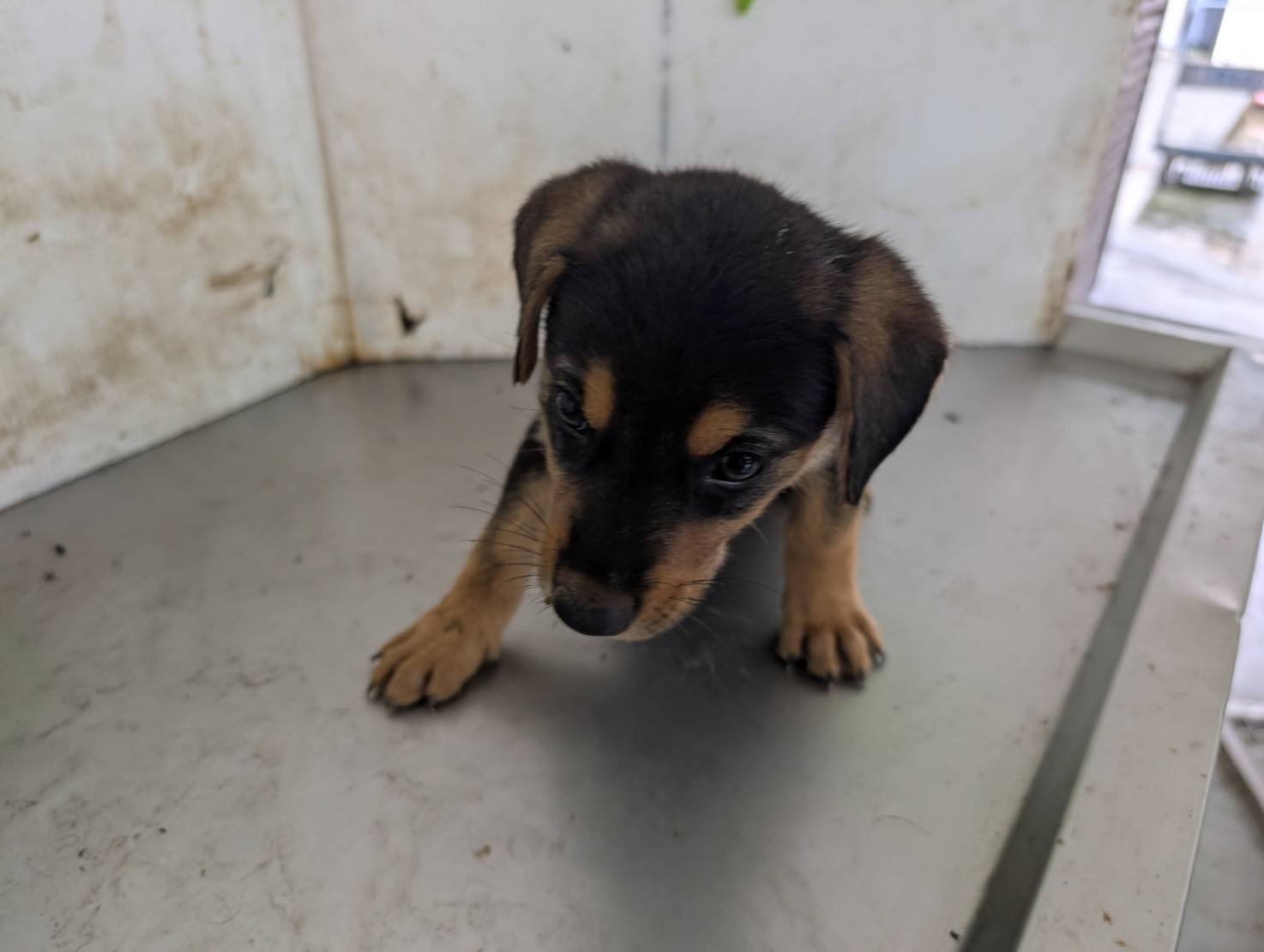 混種犬