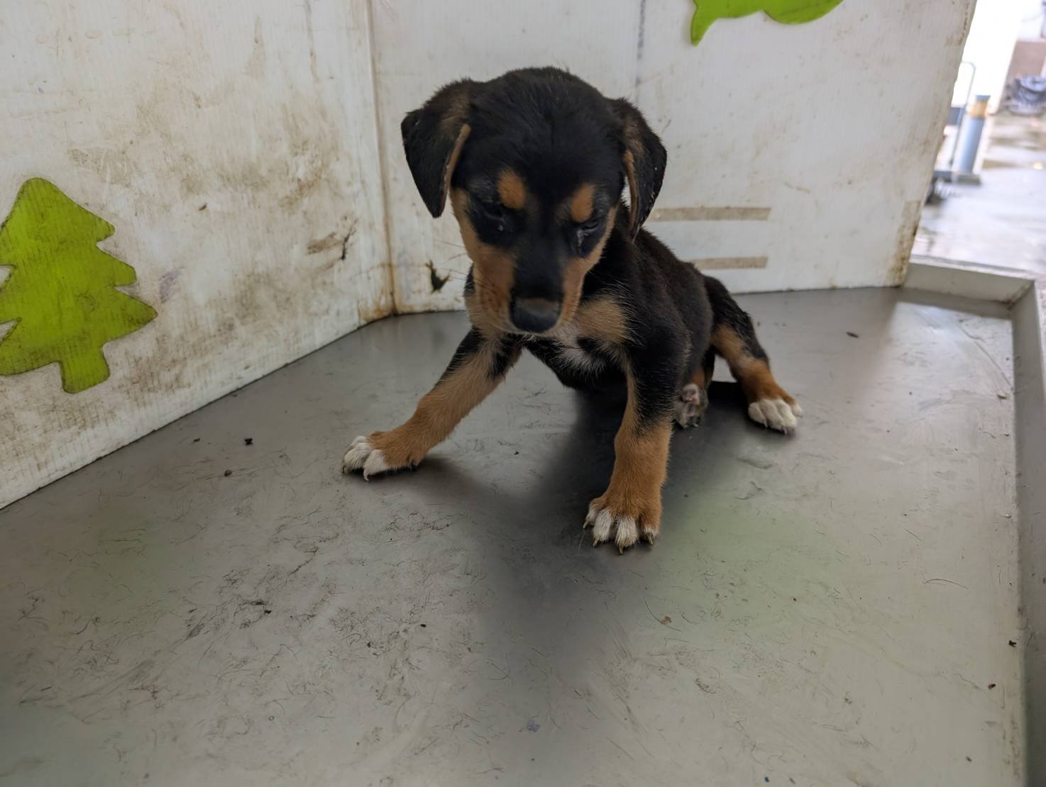 混種犬