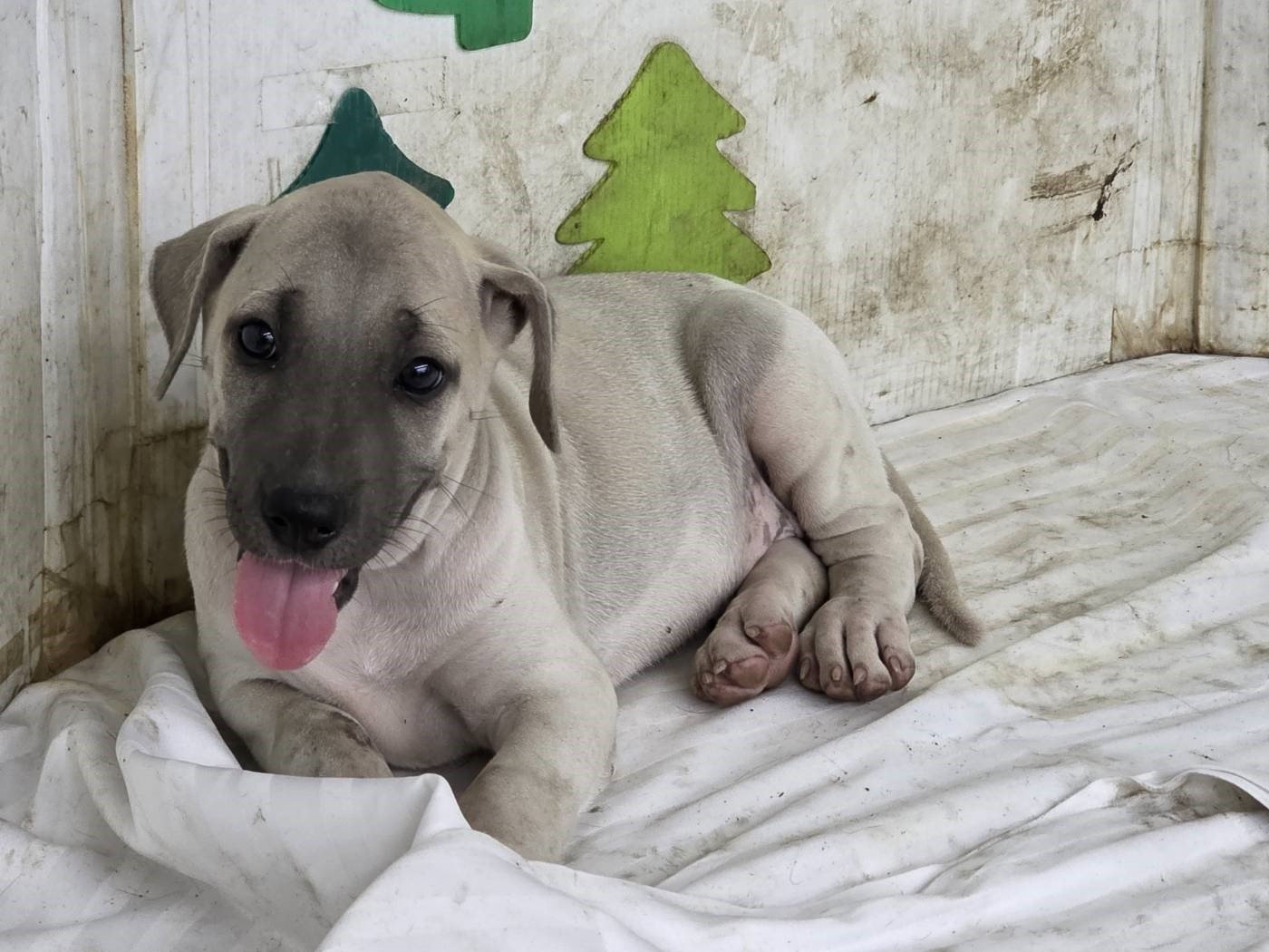 混種犬