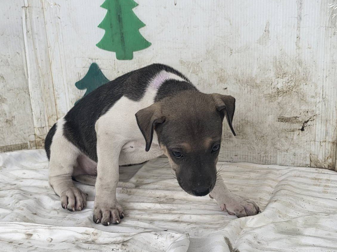 混種犬