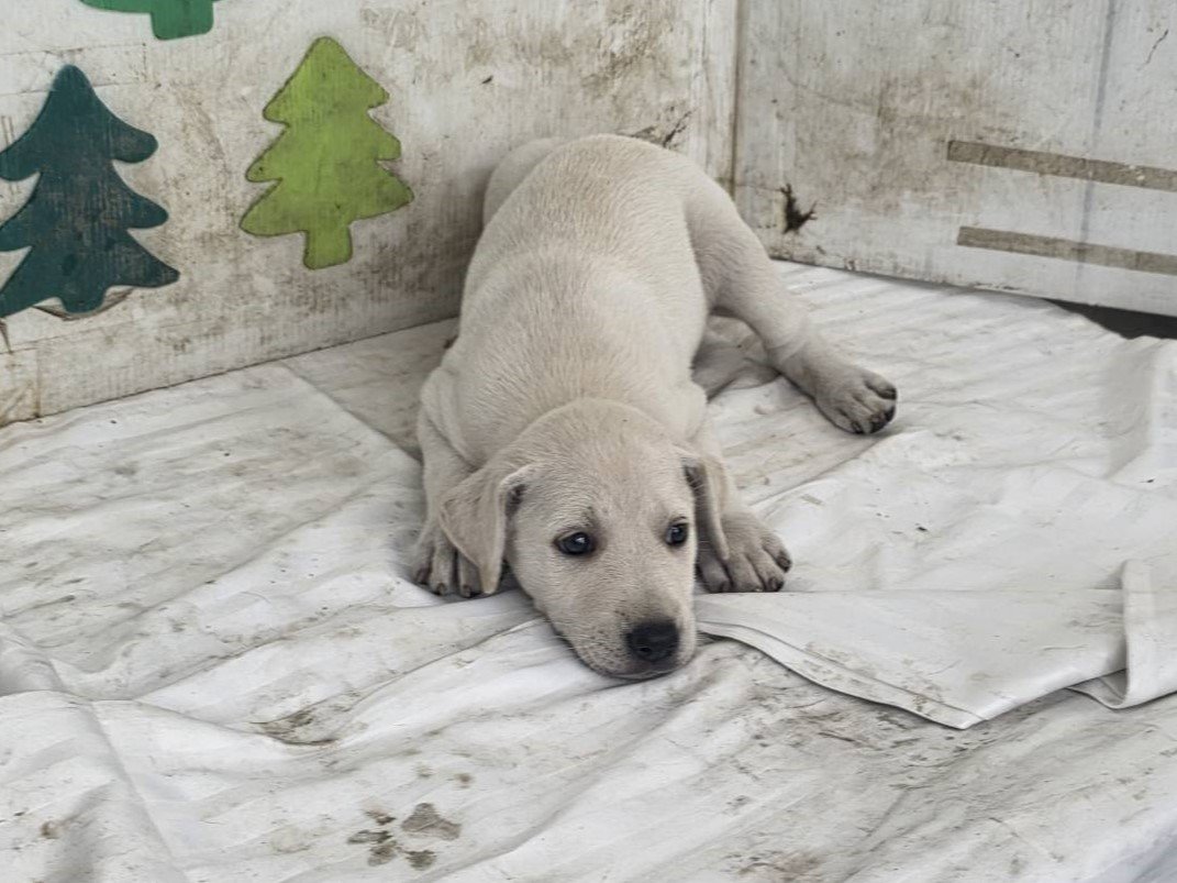 混種犬