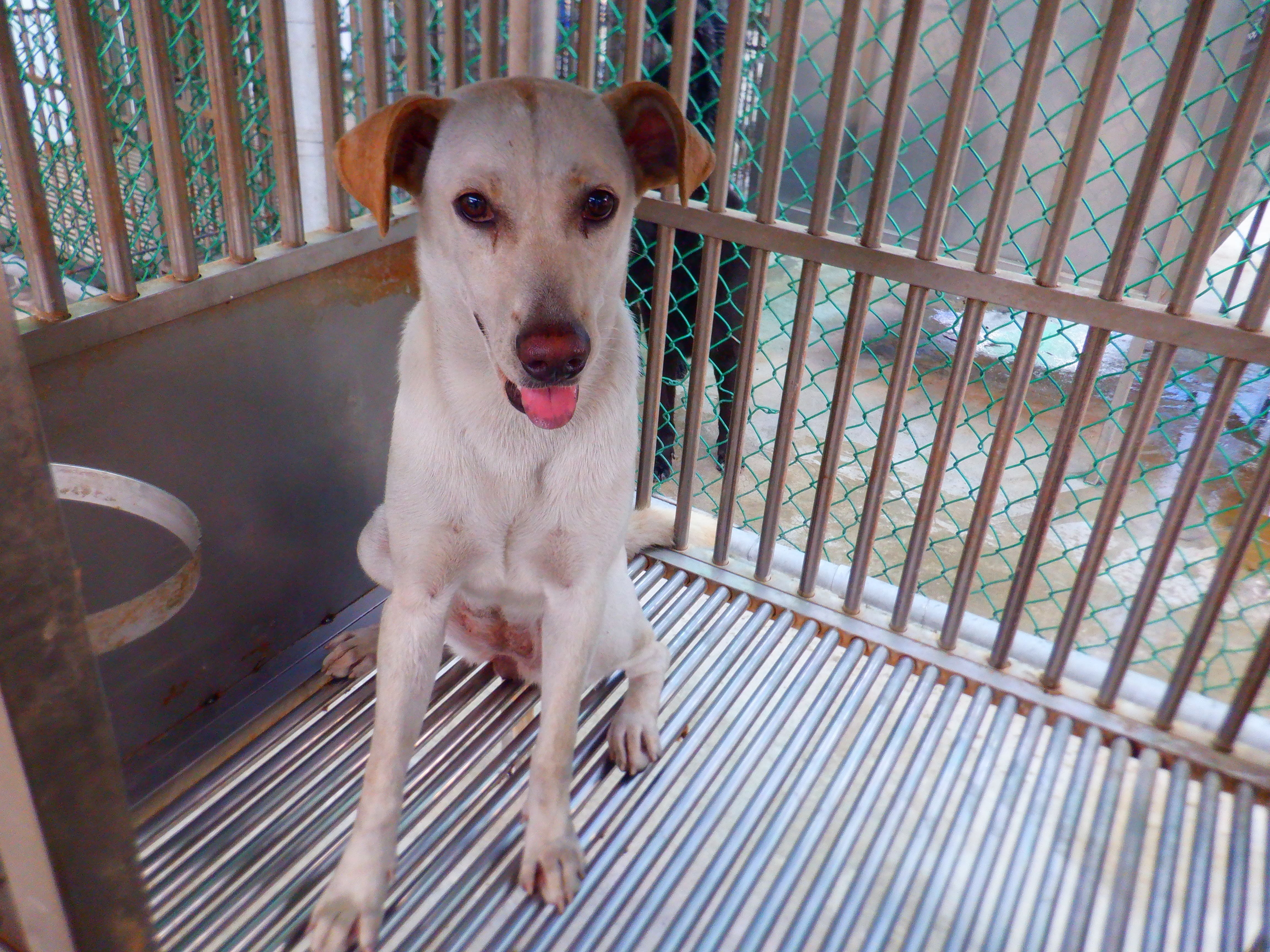 混種犬