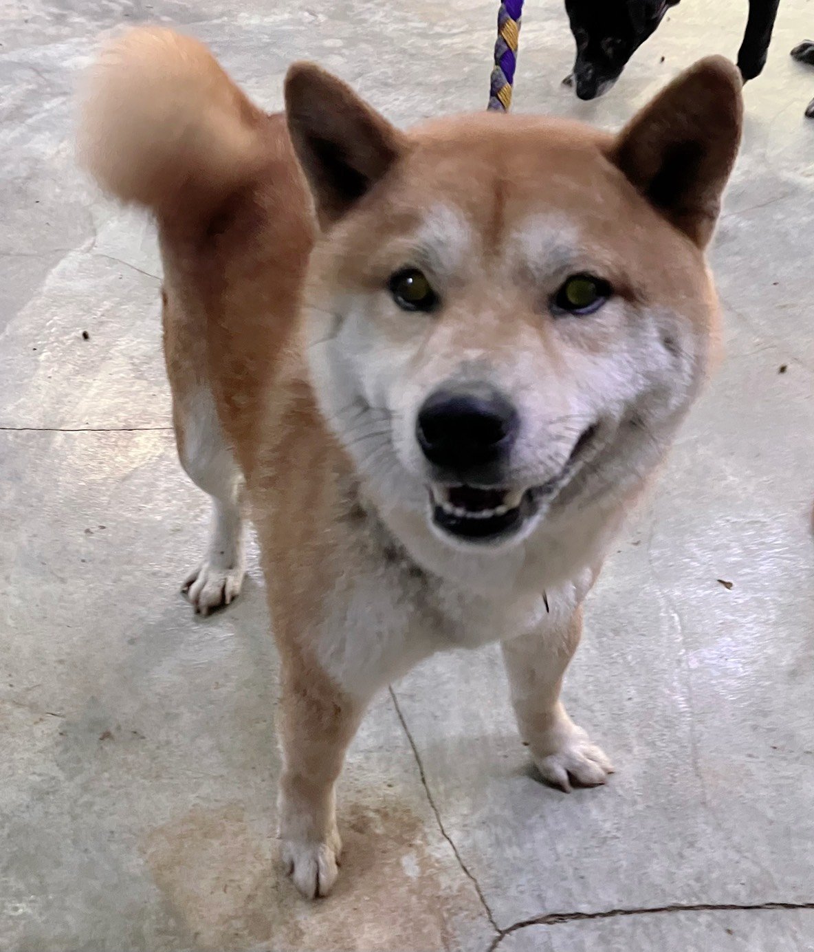 柴犬