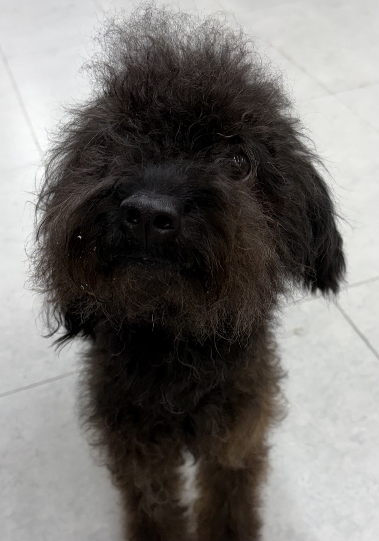 混種犬