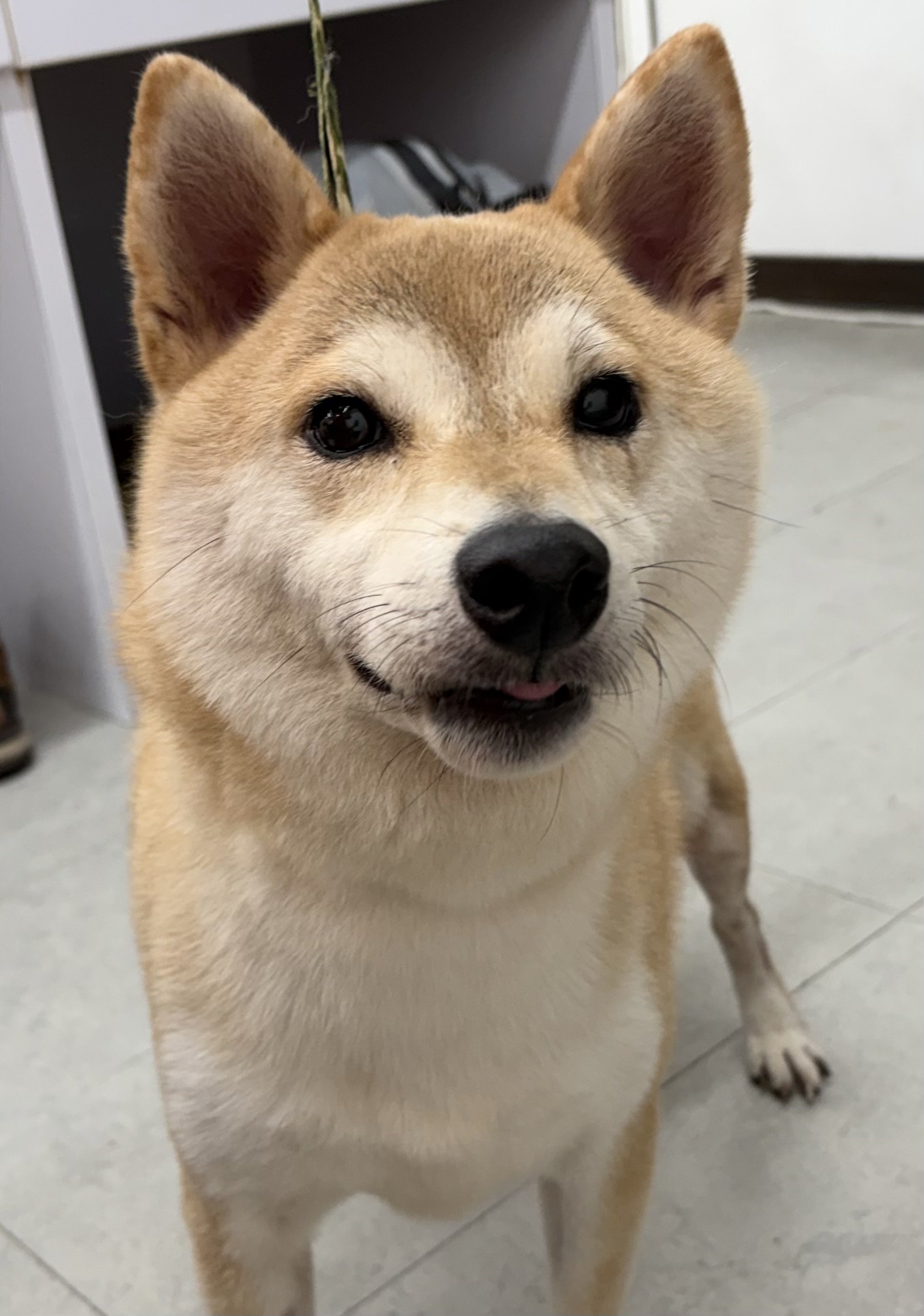 混種犬