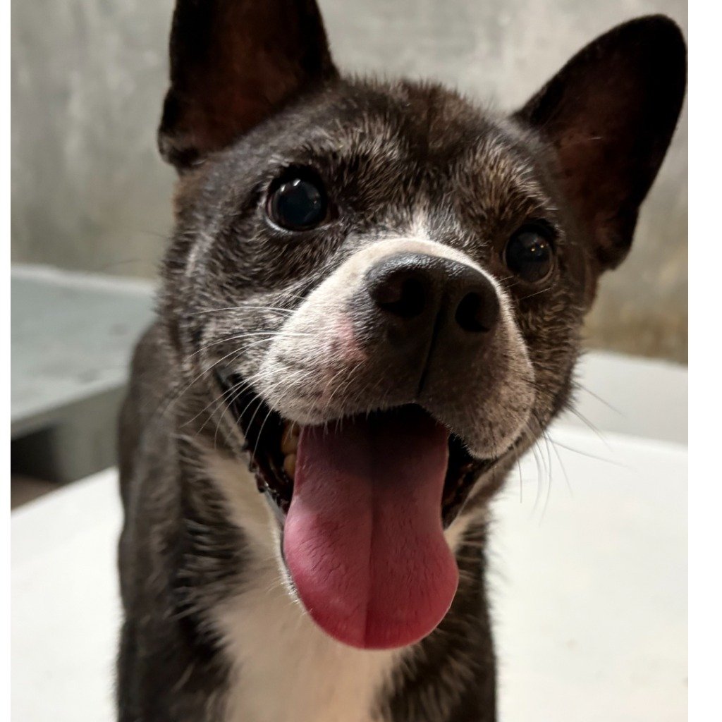 混種犬