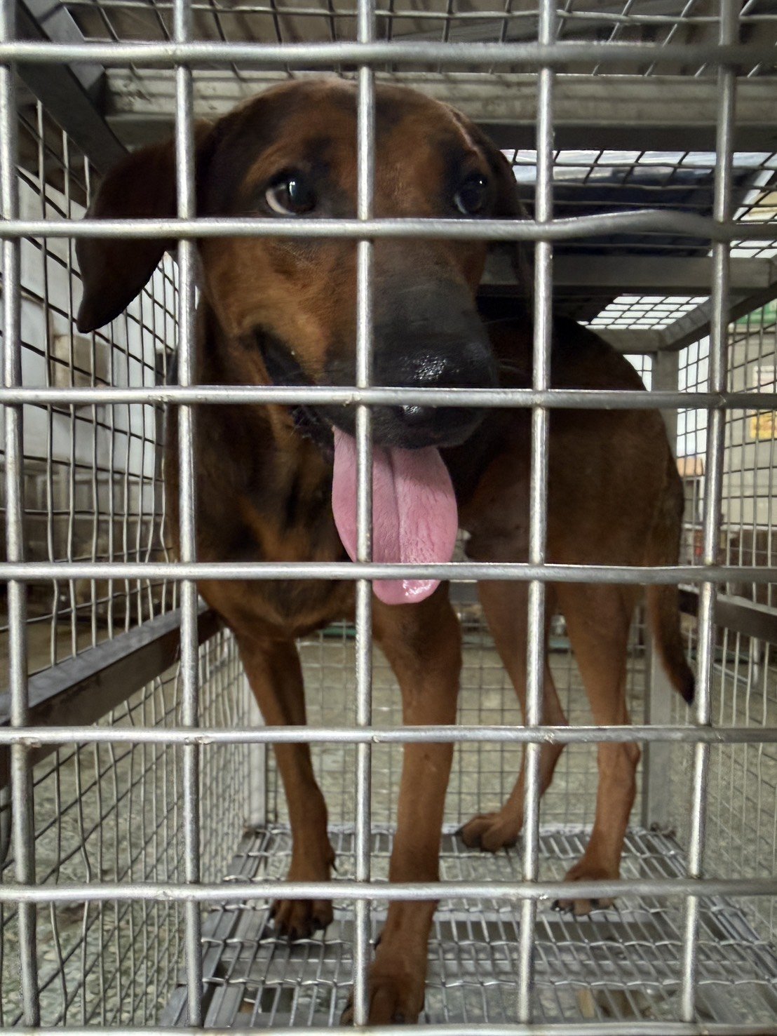 混種犬