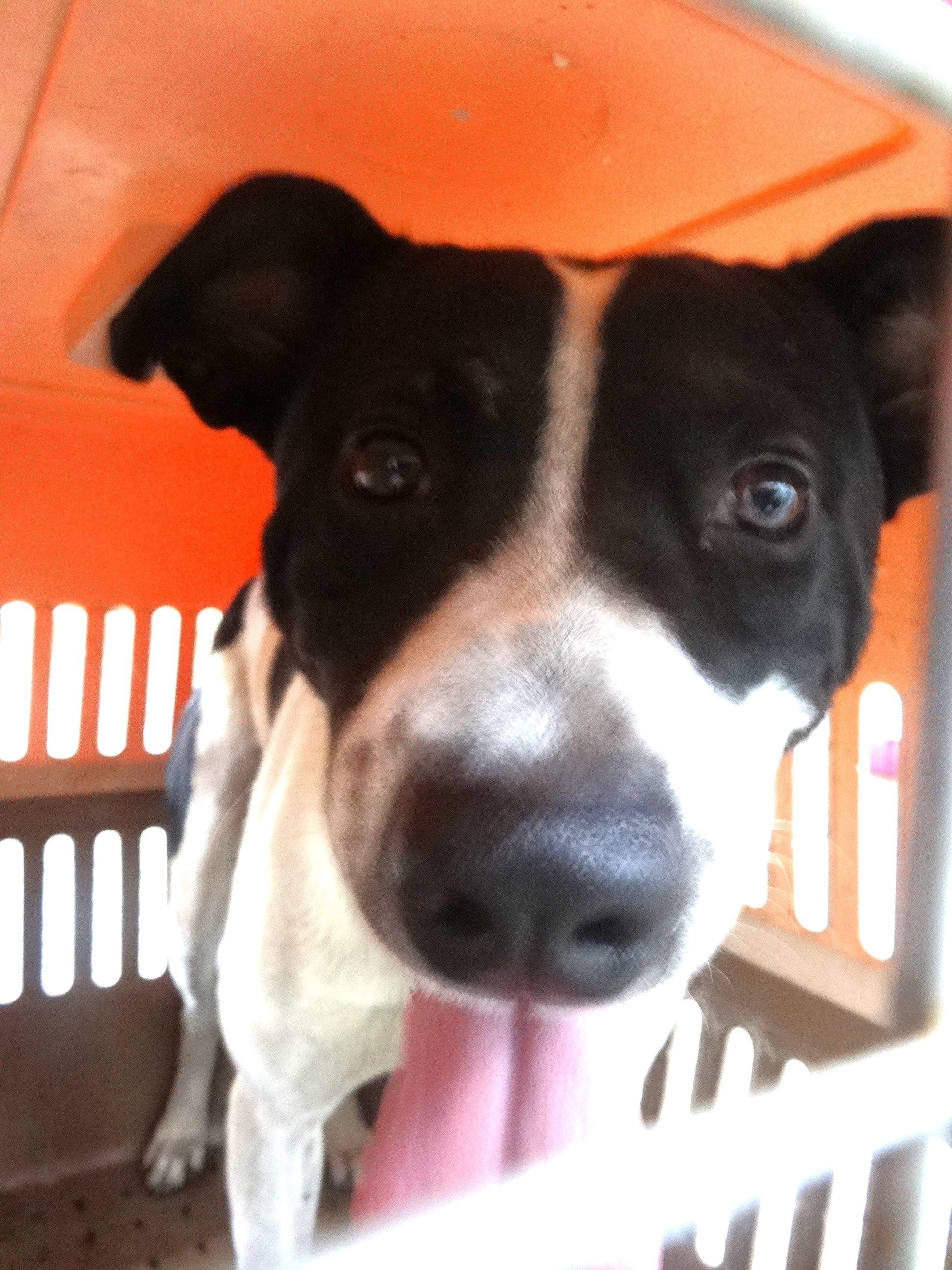 混種犬