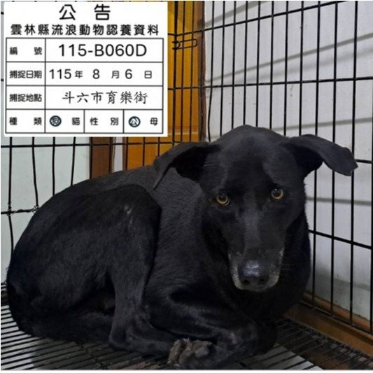 混種犬