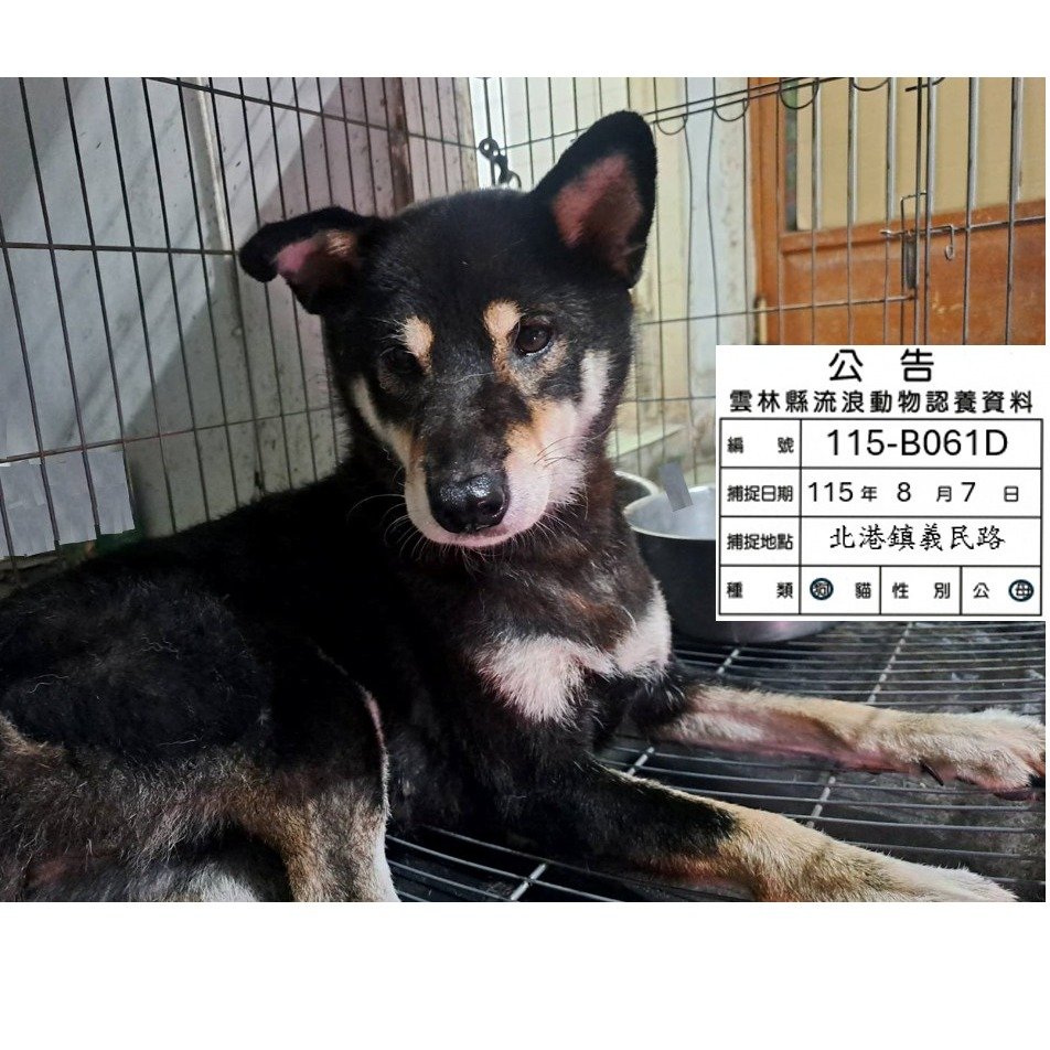 柴犬