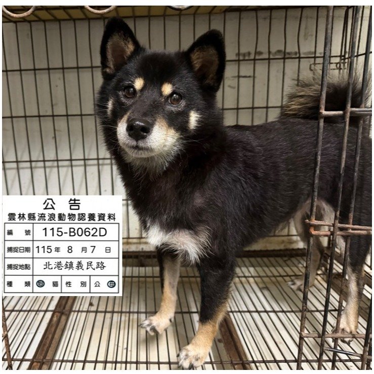 柴犬