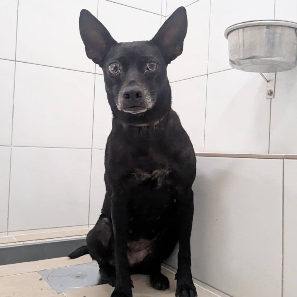 混種犬