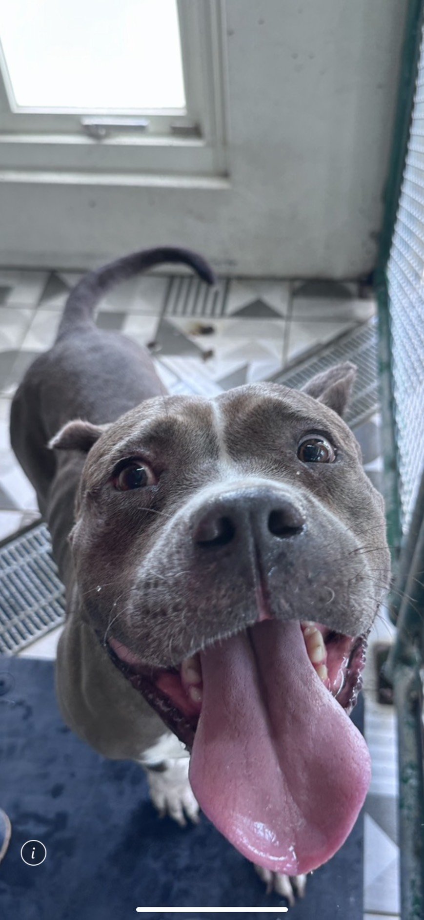 比特犬之混種犬