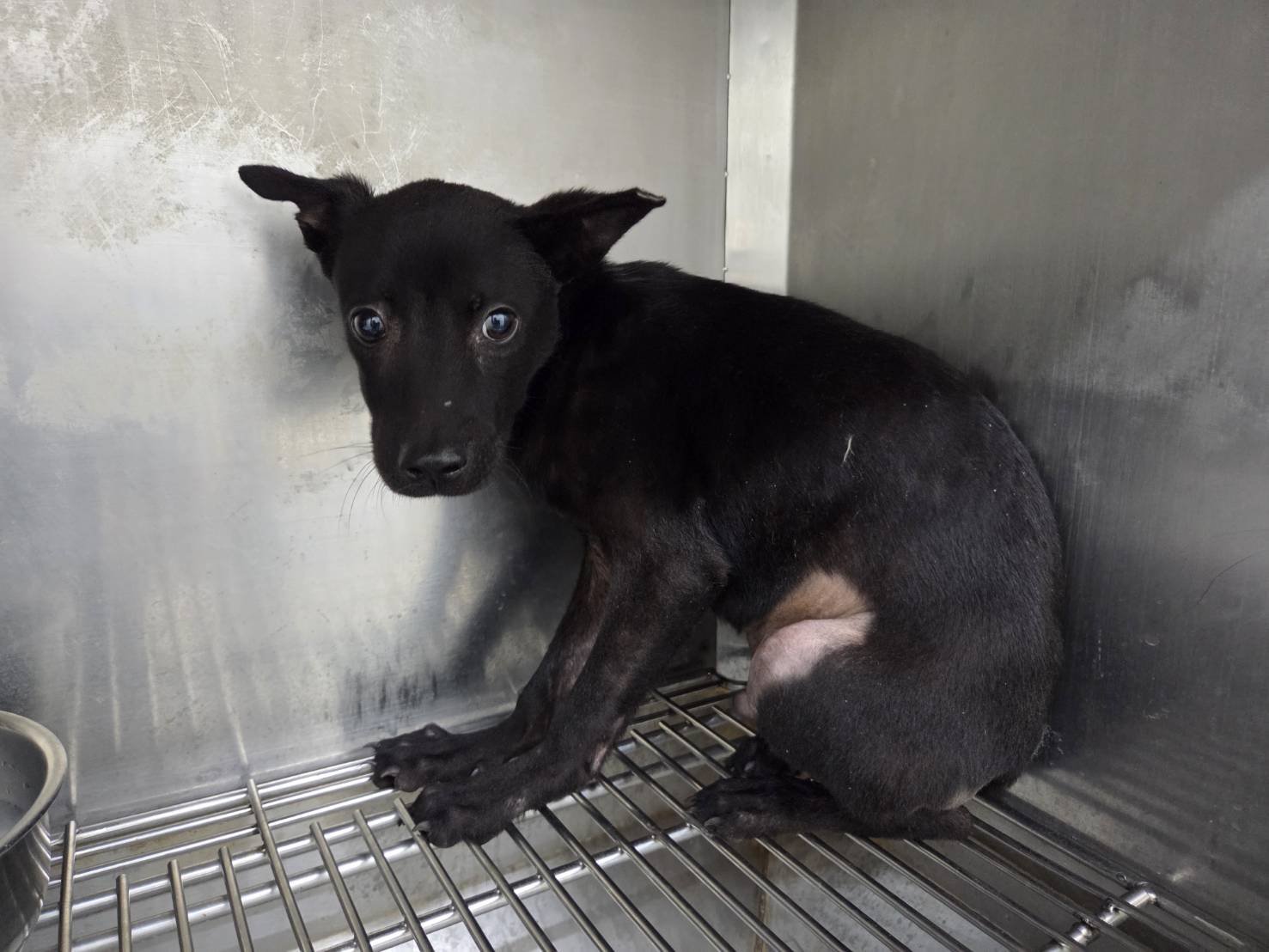 混種犬