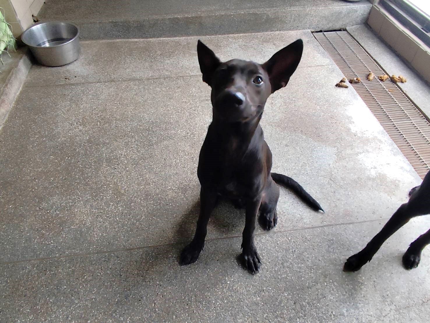 混種犬