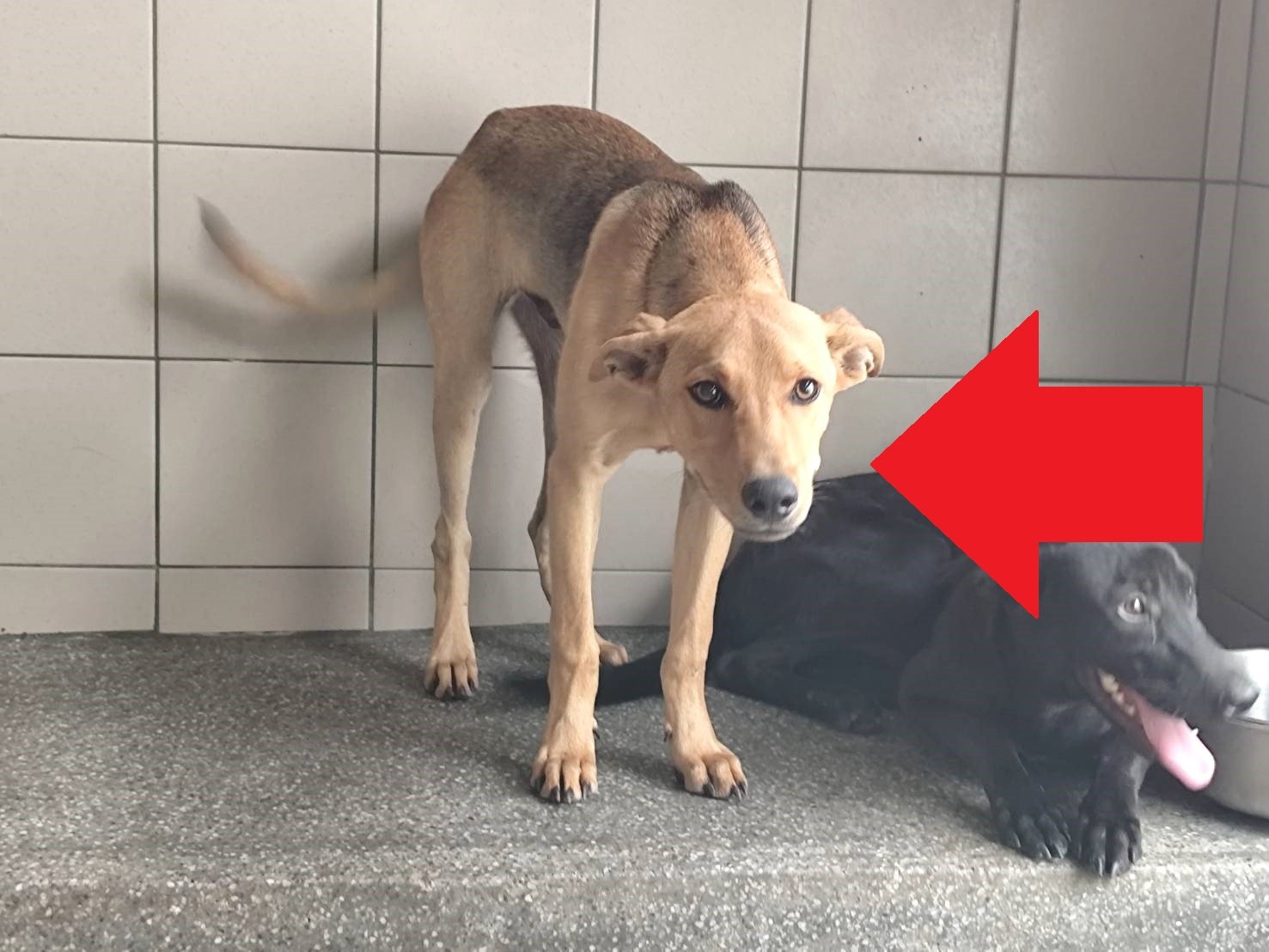 混種犬