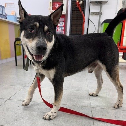 混種犬