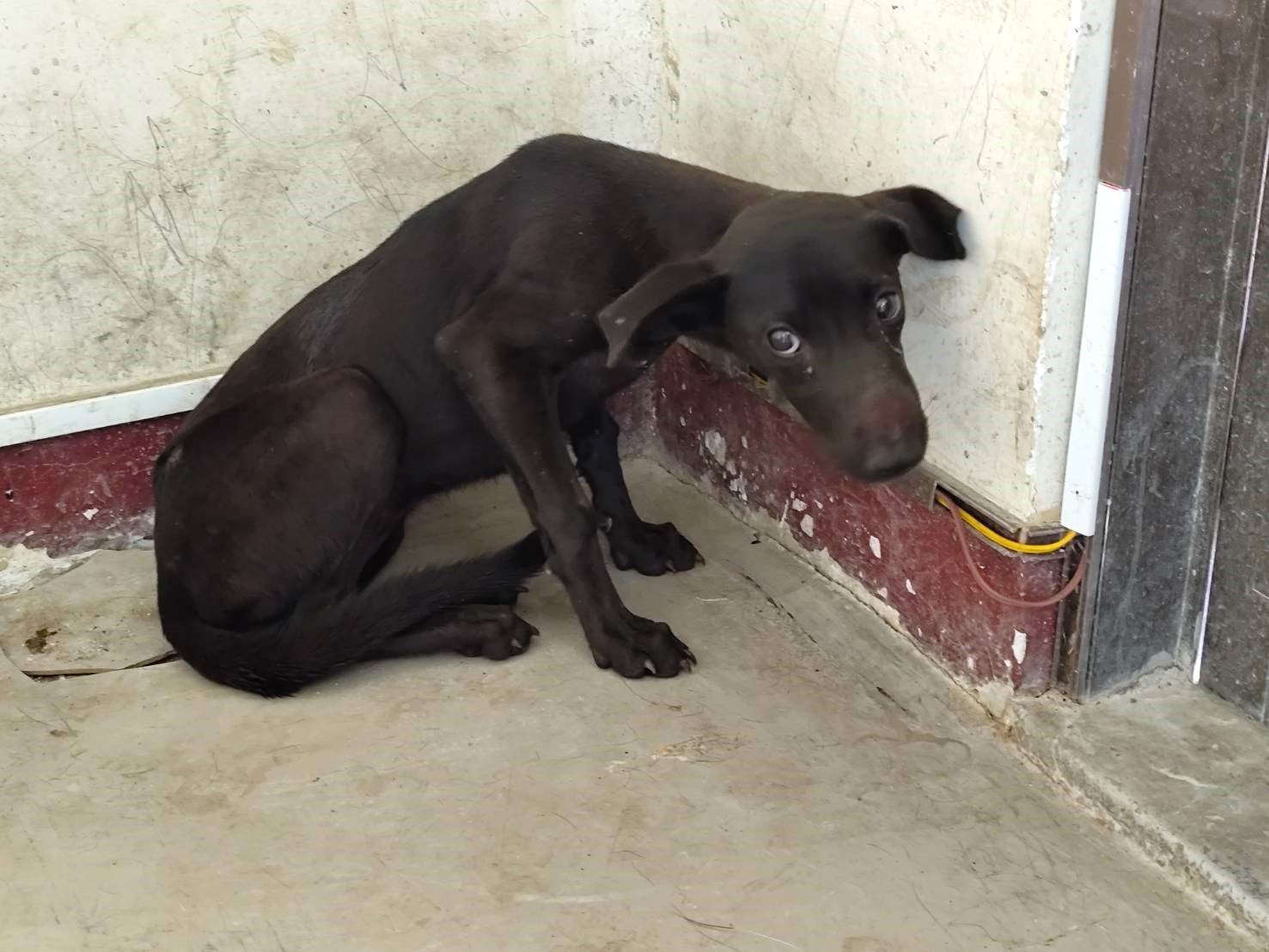 混種犬