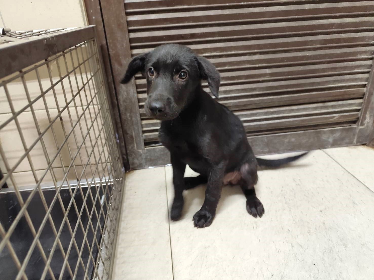 混種犬