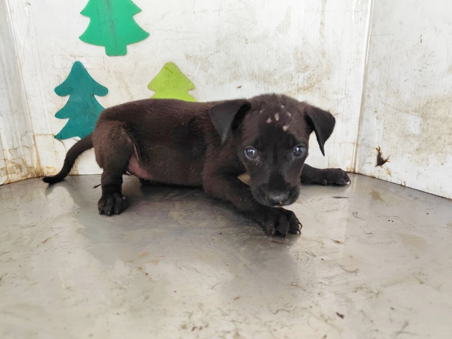 混種犬