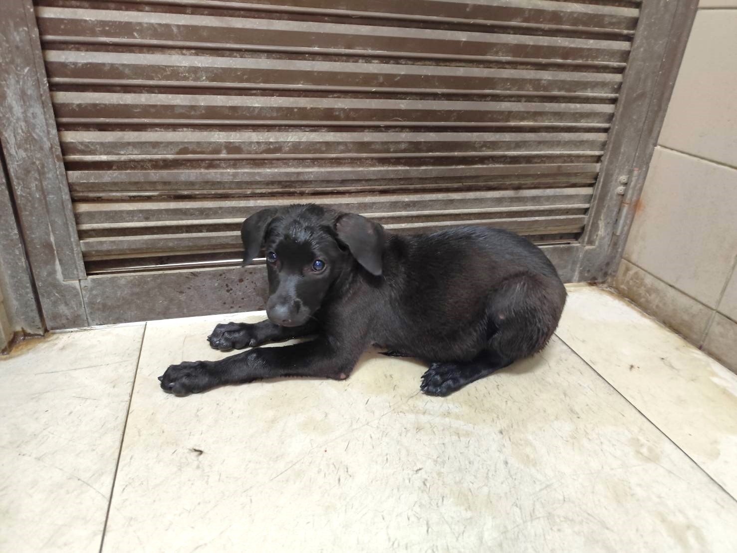 混種犬