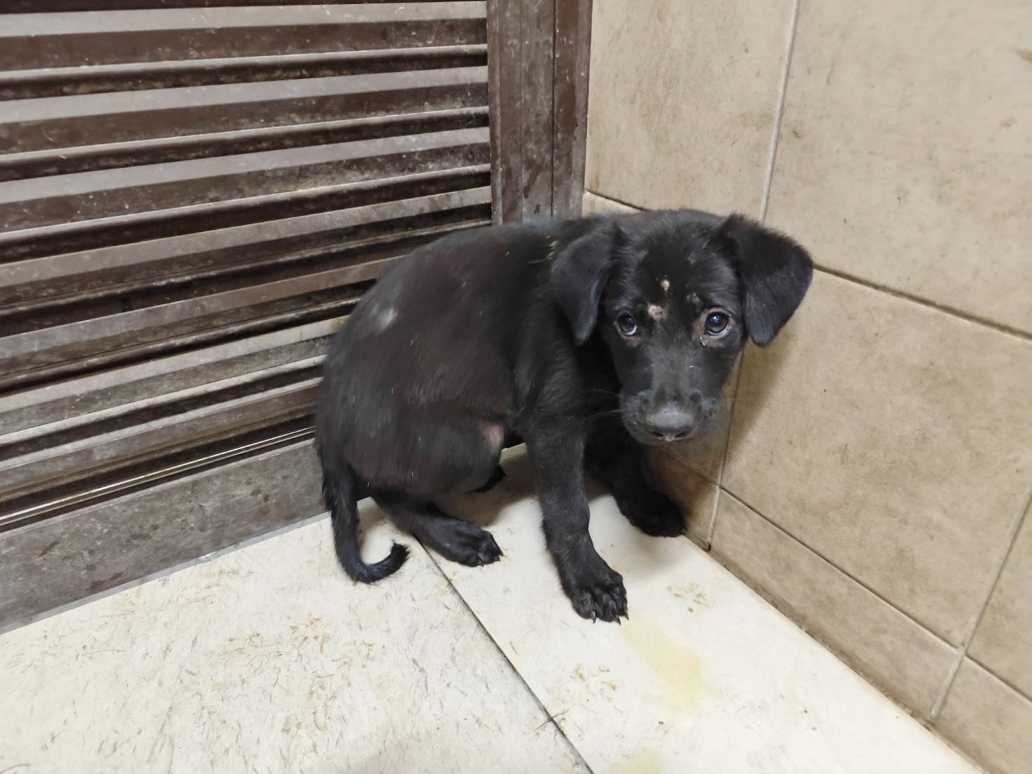 混種犬