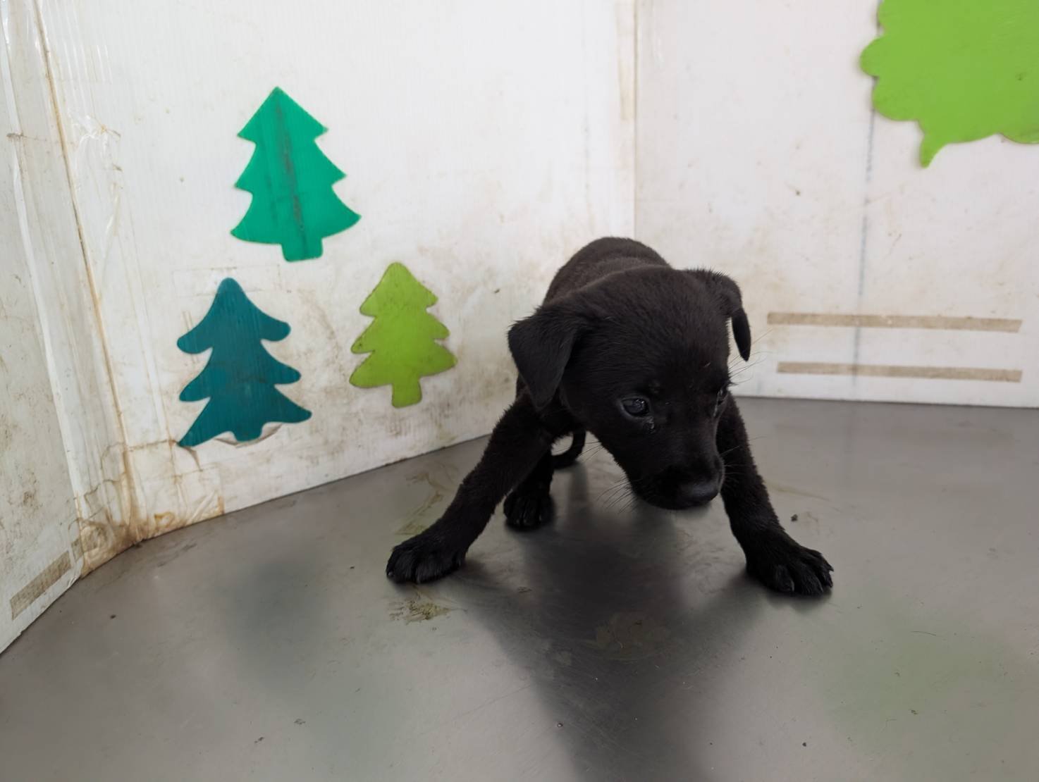 混種犬