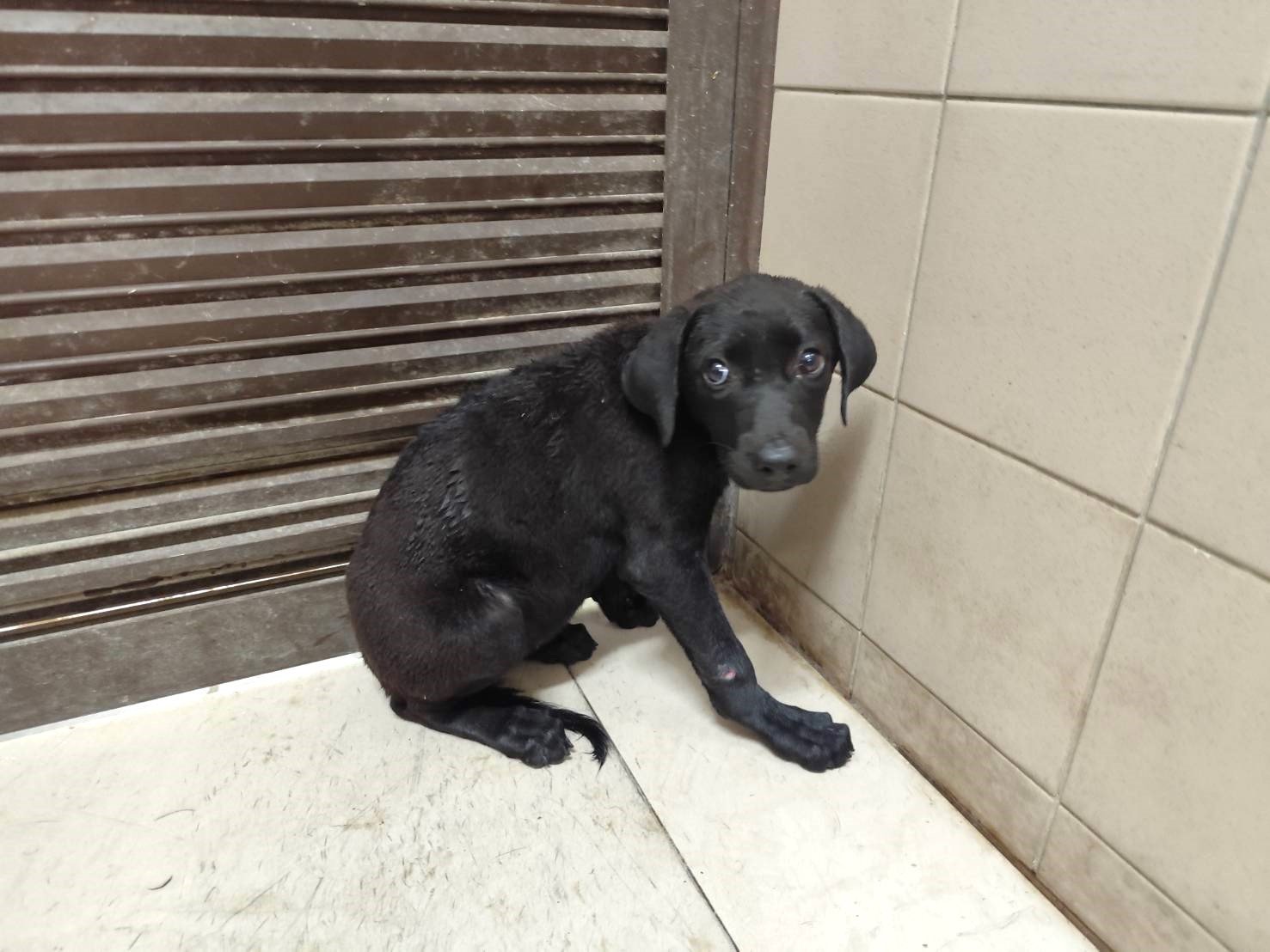 混種犬