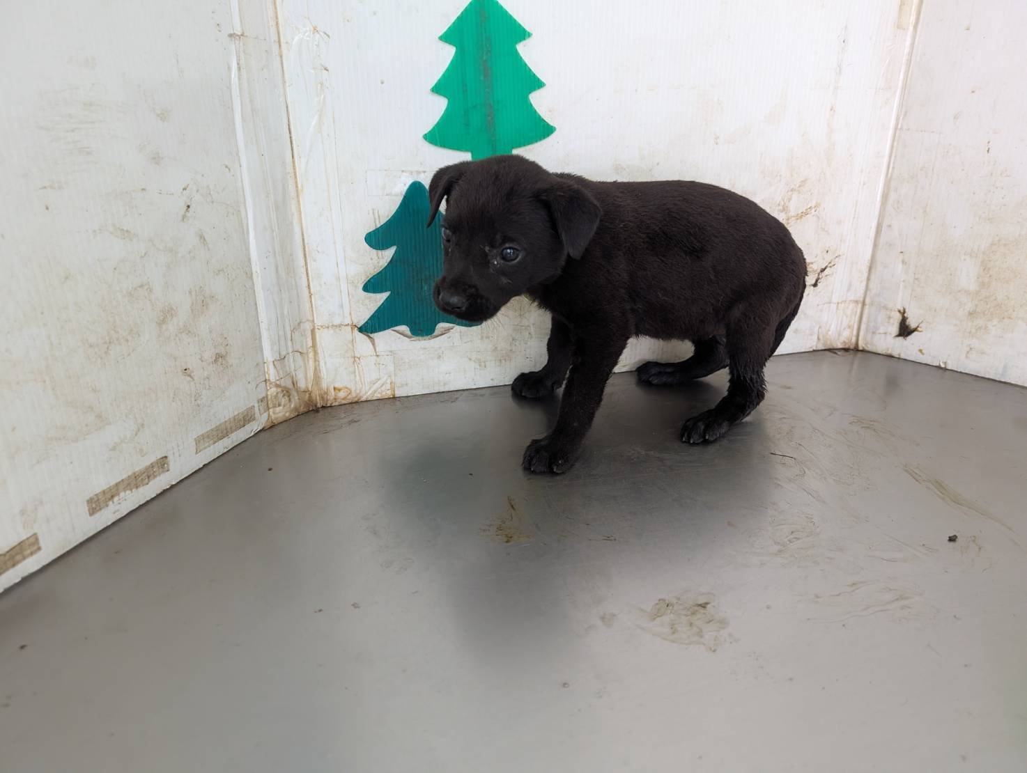 混種犬