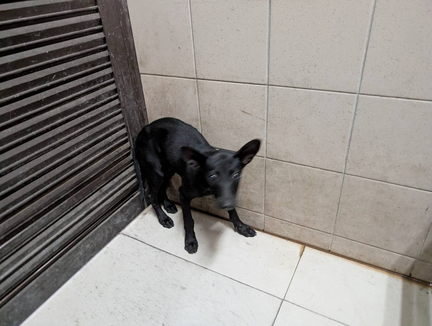 混種犬