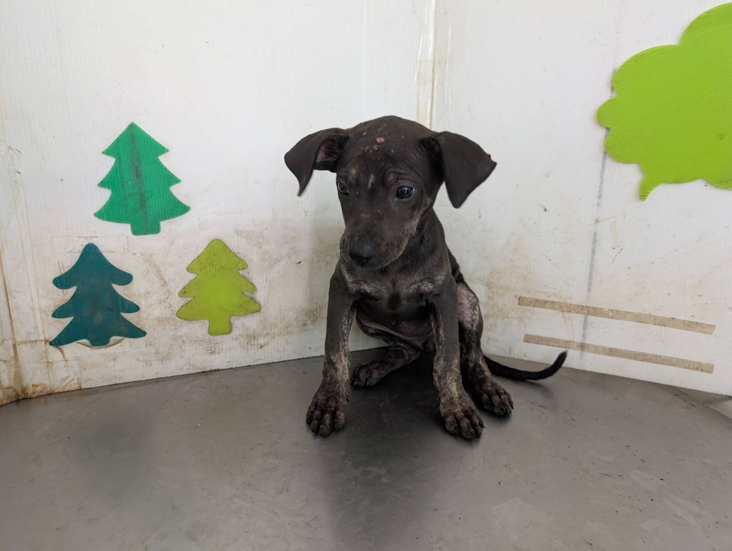 混種犬