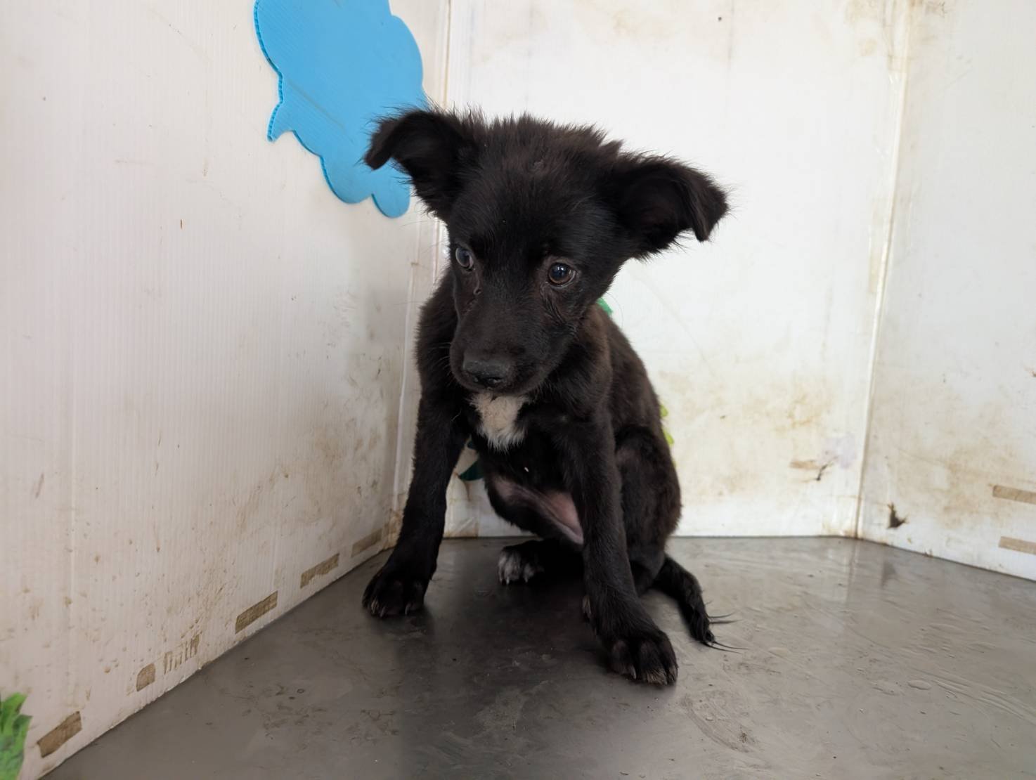 混種犬
