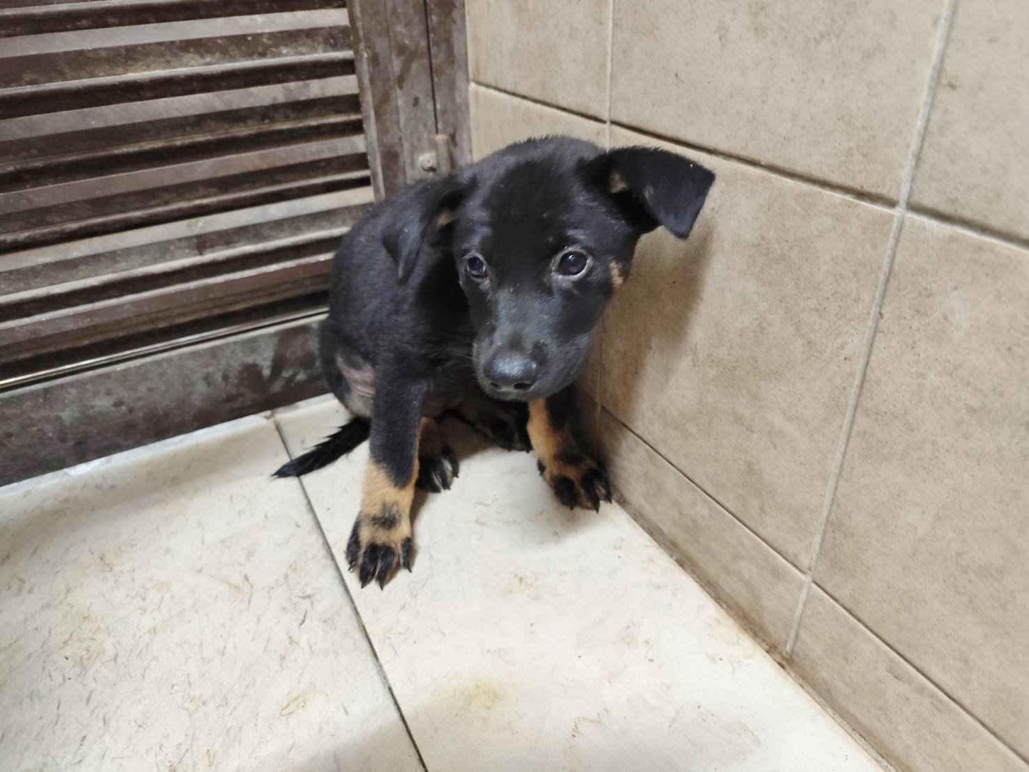 混種犬