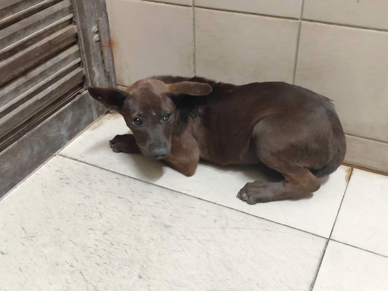 混種犬