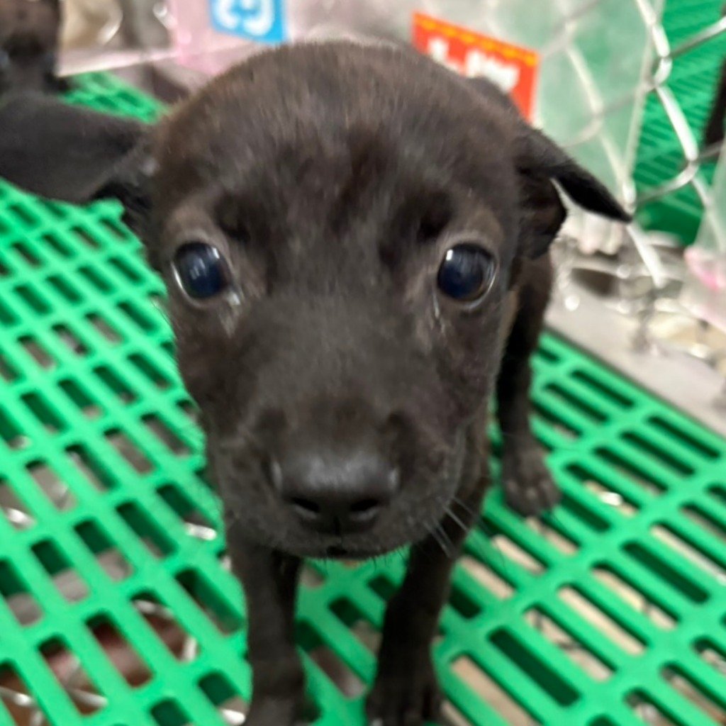 混種犬