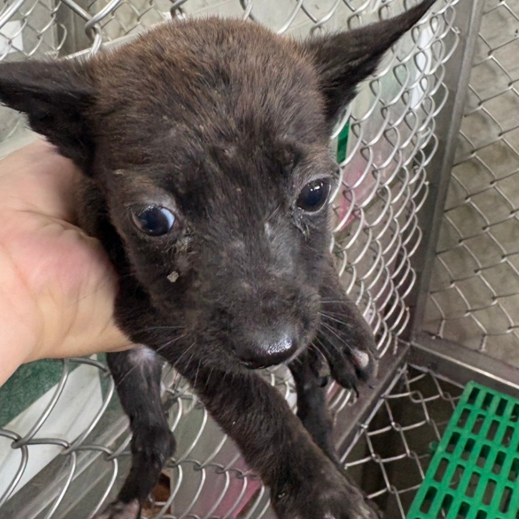 混種犬