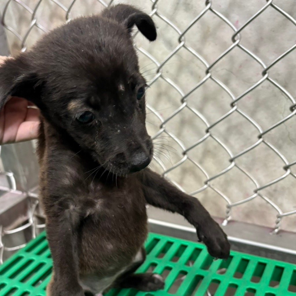 混種犬
