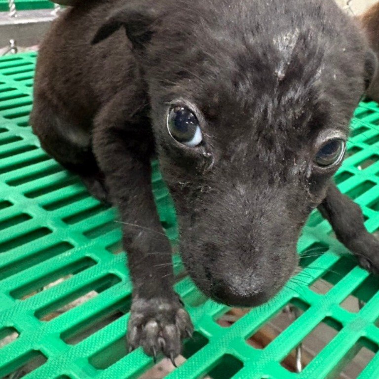 混種犬