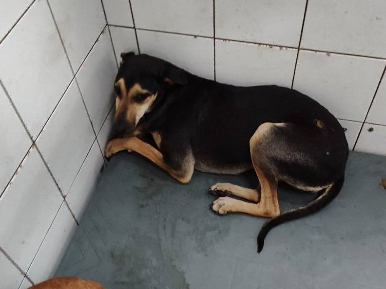 混種犬
