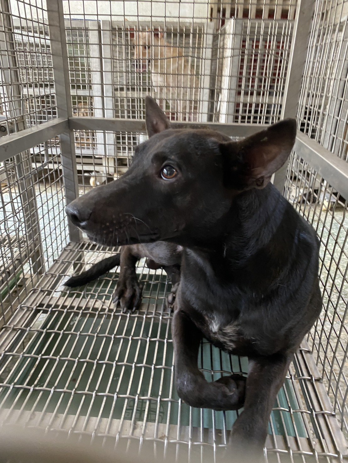 混種犬