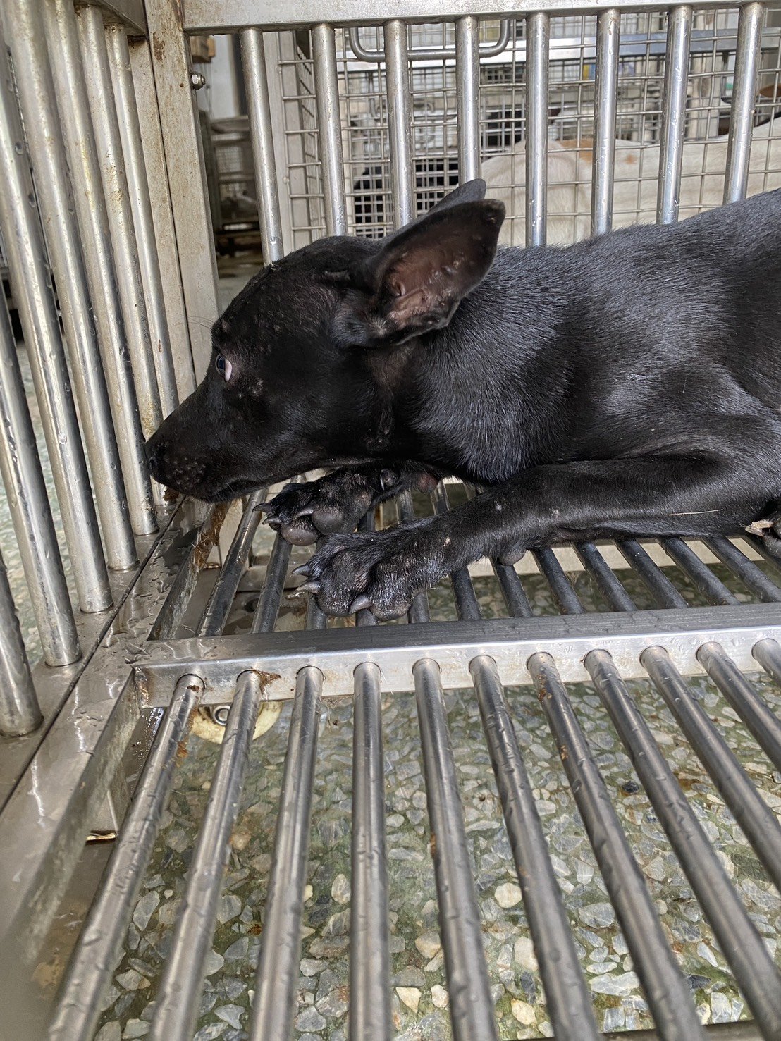 混種犬