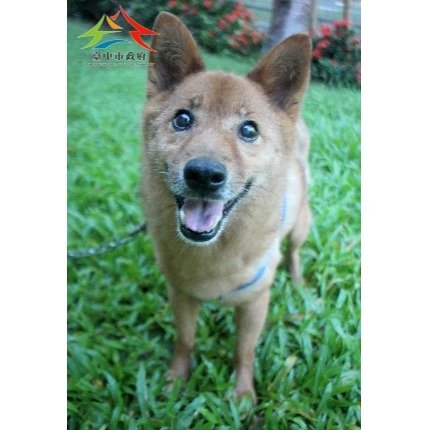 混種犬