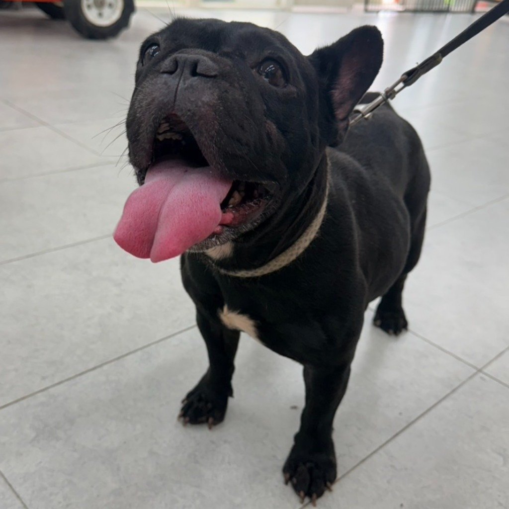 法國鬥牛犬