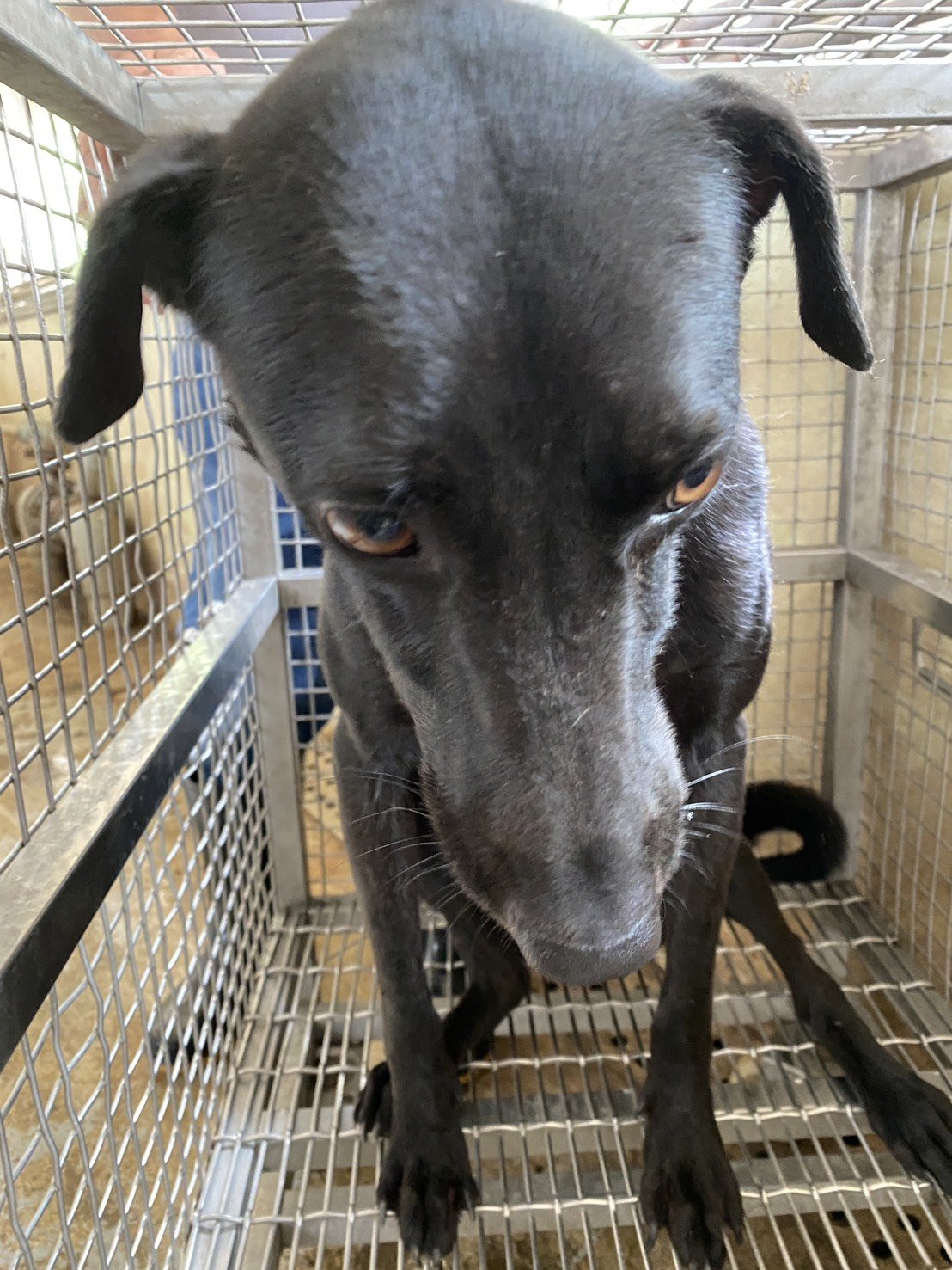 混種犬