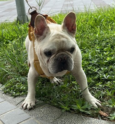 鬥牛犬(英國)