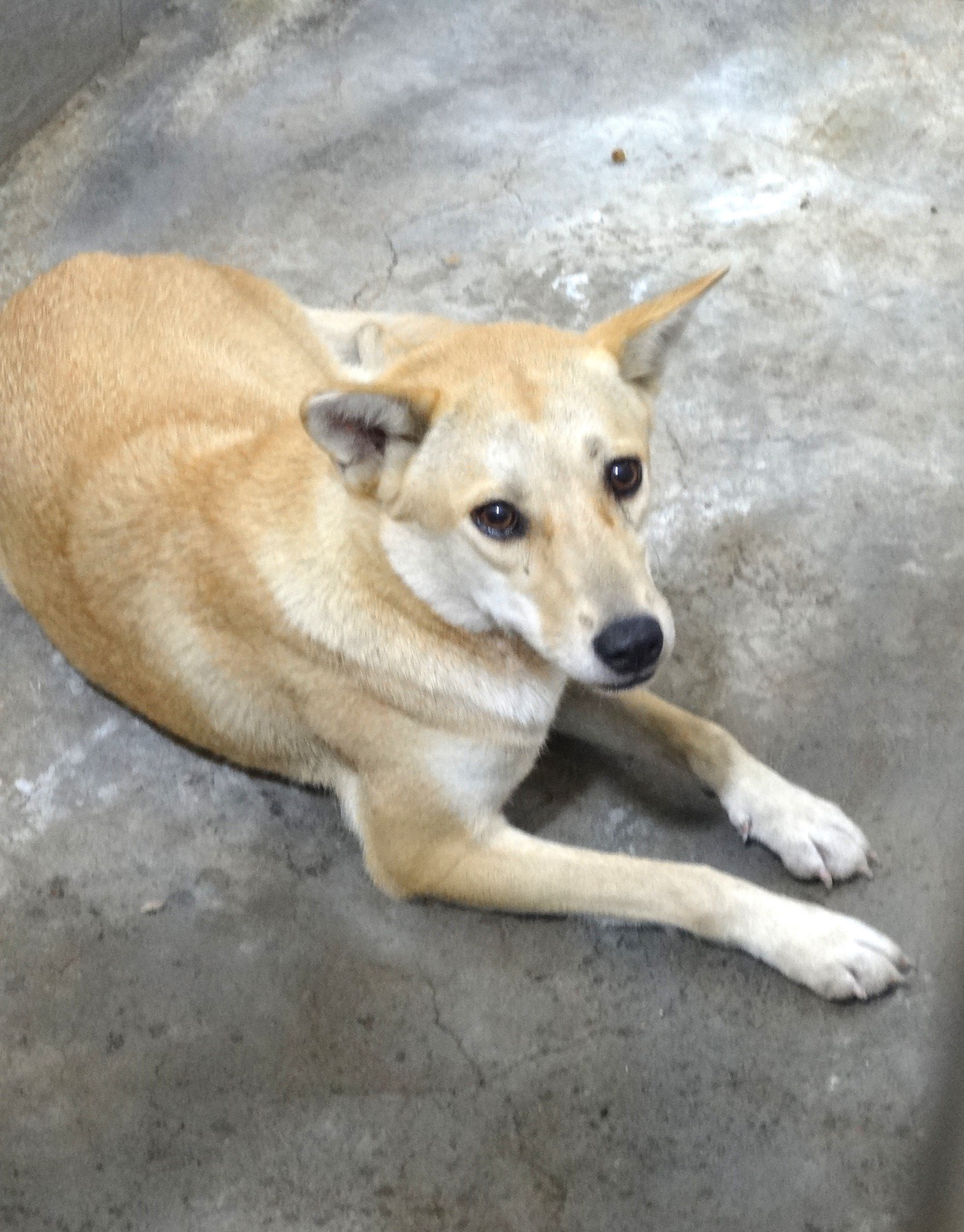 混種犬